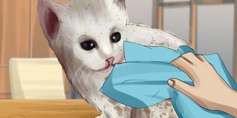 Tvätta en föräldralös kattunge