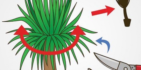 Beskär en yucca