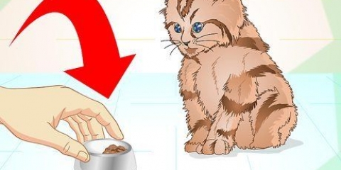 Låta en sjuk kattunge äta