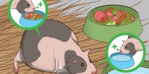 Att hjälpa ett gravid marsvin
