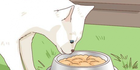 Adoptera en herrelös katt