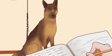 Se till att din hund går upp i vikt på ett hälsosamt sätt
