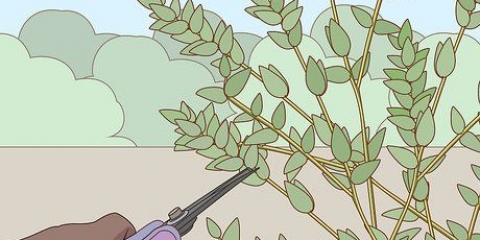 Förvaring av eucalyptus