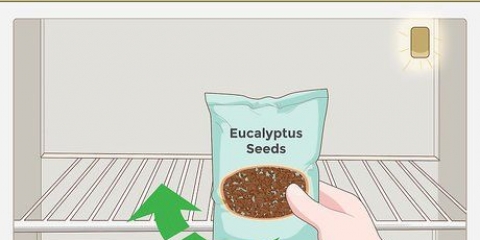 Att odla eucalyptus