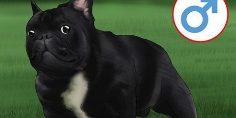 Uppfödning av franska bulldoggar