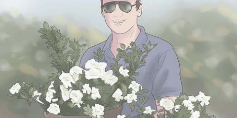 Plantera gardenia