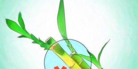 Odla lucky bamboo