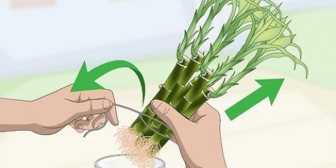 Förökar lucky bamboo