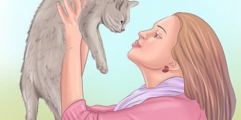 Att visa tillgivenhet till en katt