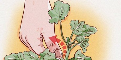 Beskärning av pelargoner