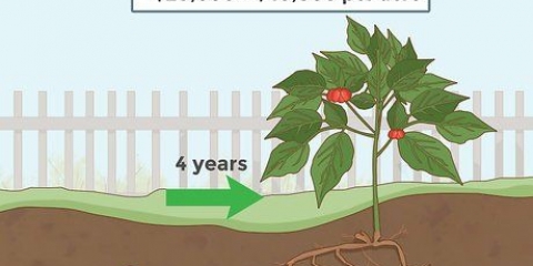 Att odla ginseng