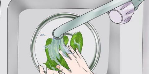 Förbereder guavablad för viktminskning