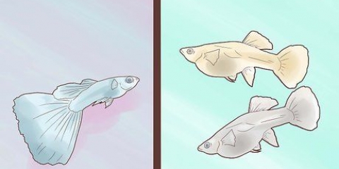 Uppfödning av guppies