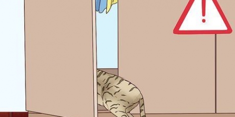 Inse att en katt ska föda