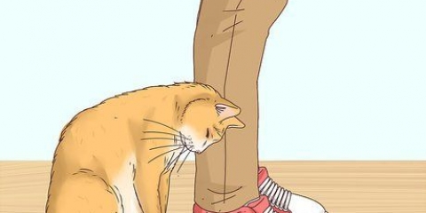 Inse om en katt är en herrelös katt
