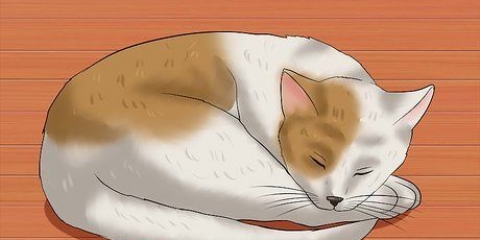 Ta reda på om din katt har haft en stroke