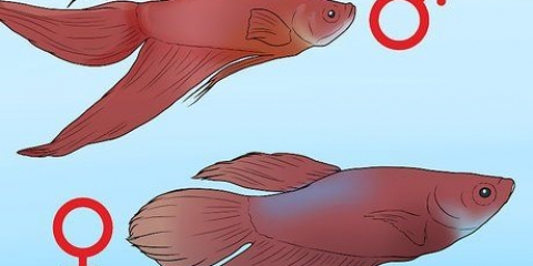 Att bestämma kön på en betta fish