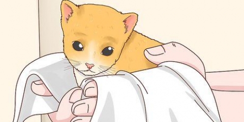 Att bestämma kön på en kattunge