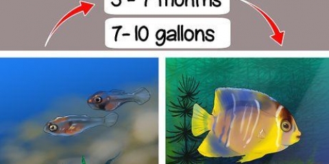 Att bestämma könet på en pterophyllum