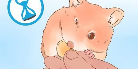 Att bestämma kön på din hamster