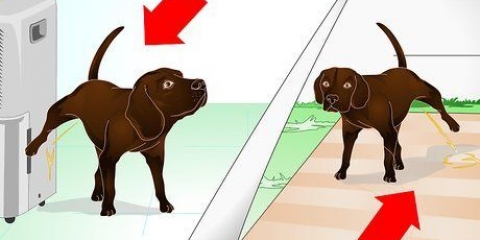 Avläser din hunds markeringsbeteende