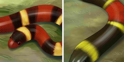 Att kunna se skillnad på en kingsnake och en coralsnake