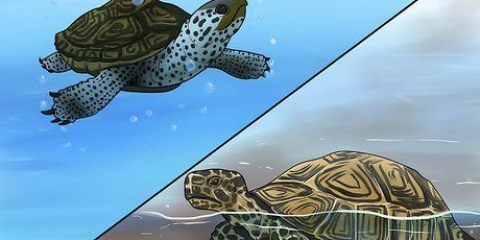 Se skillnaden mellan vattenlevande sköldpaddor, terrapins och sköldpaddor