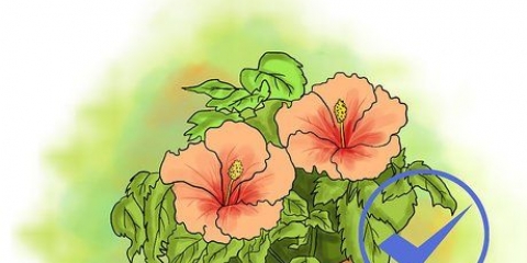 Att odla hibiskus utomhus