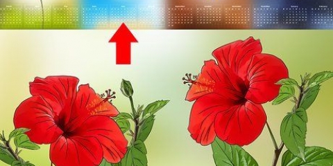 Förökning av hibiscus