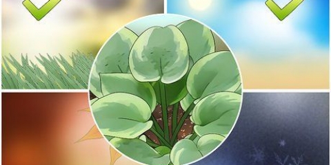 Hosta växter