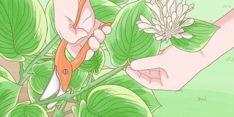 Beskärning hostas