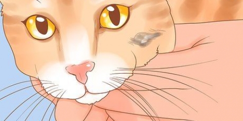 Att känna igen hudcancer hos en katt