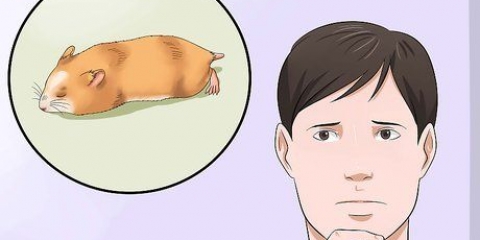 Ingrip om din hamster inte rör sig
