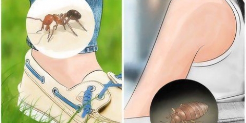 Känn igen insektsbett