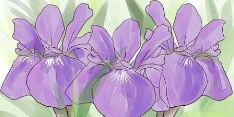 Växande iris