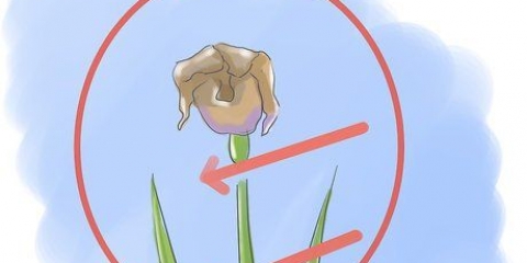 Ta hand om iris när blommorna dör