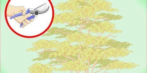 Beskärning av japansk lönn