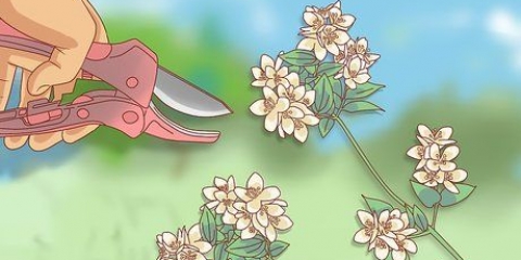 Beskärning av jasmin
