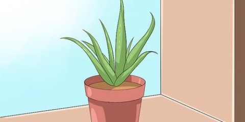 Ta hand om din aloe vera