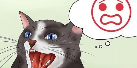 Att lugna din arga katt