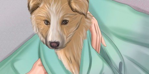 Se till att din hund mår bra efter förlossningen
