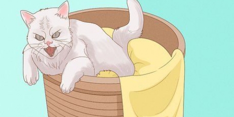 Be en katt om ursäkt