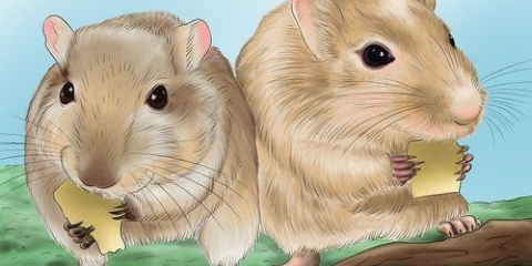 Gör din gerbil glad