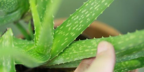 Ta hand om ditt hår med aloe vera