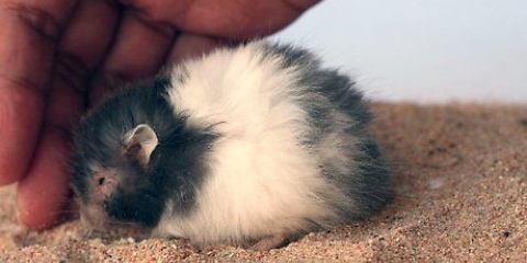 Bada din hamster