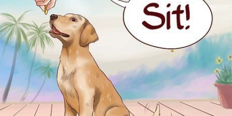 Lär din hund grundläggande kommandon