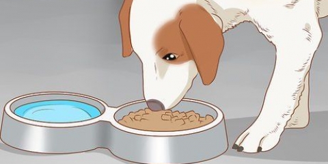 Behandla din hund