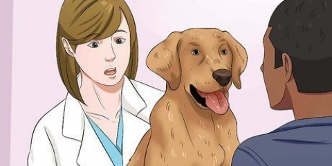 Låt din hund äta torrfoder
