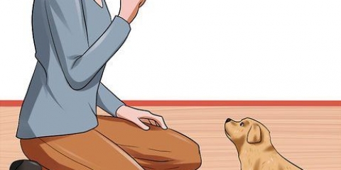 Ge din hund lydnadsträning innan den är 10 veckor gammal