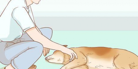 Att hjälpa din hund med en stroke